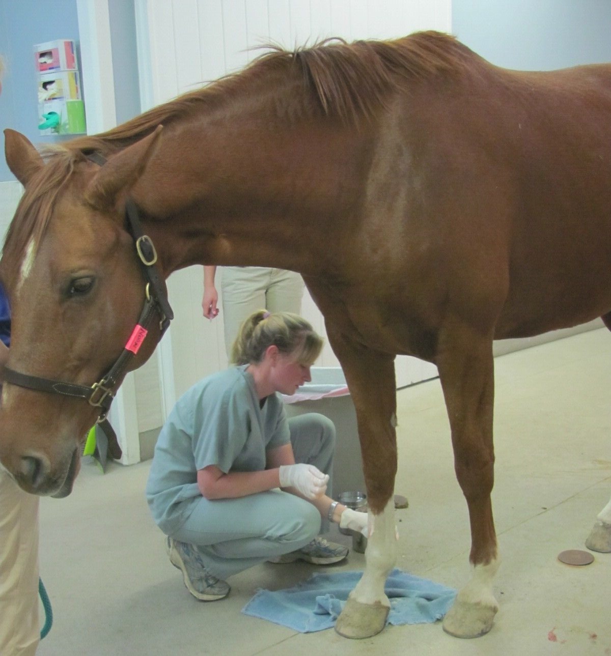vet sitting next to a horse