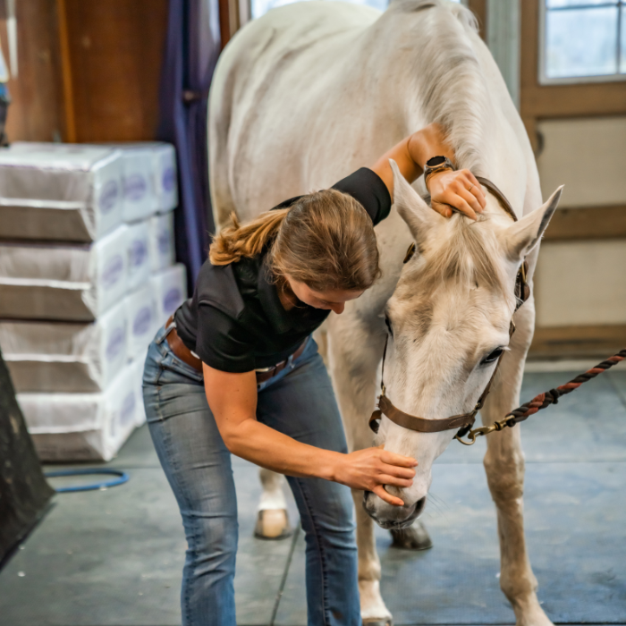 vet checking horse