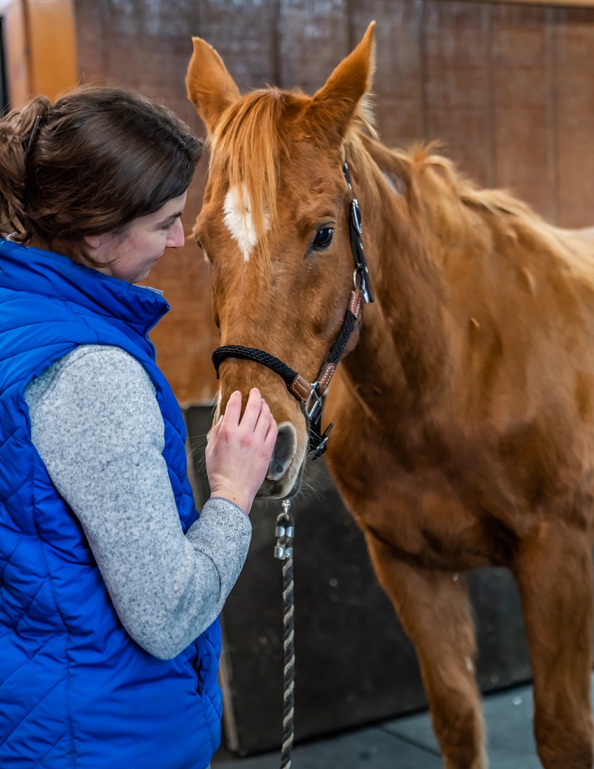 a vet staff petting a horse