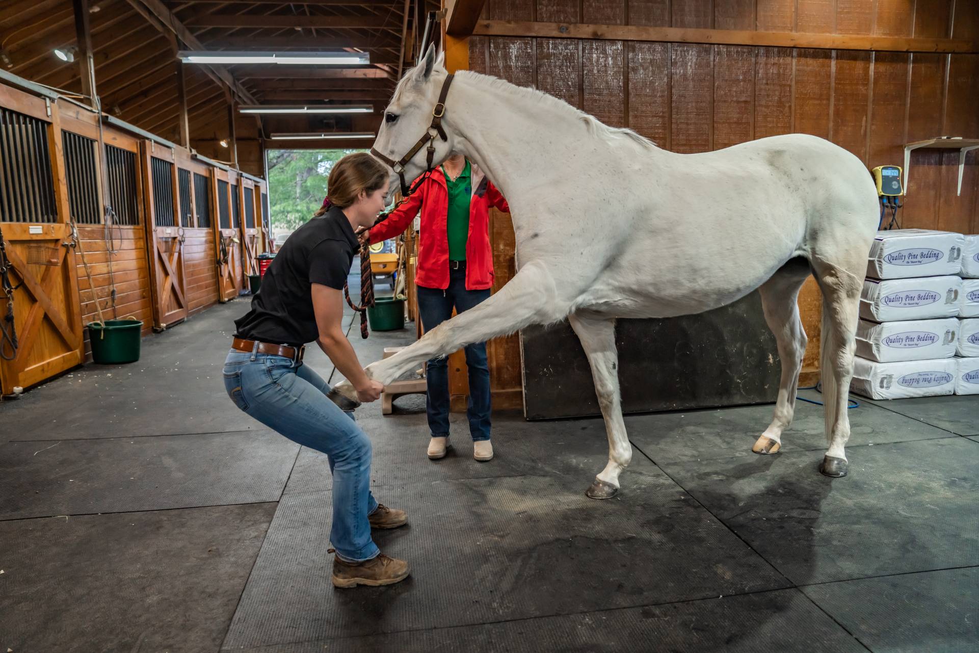 a women vet checking horse back